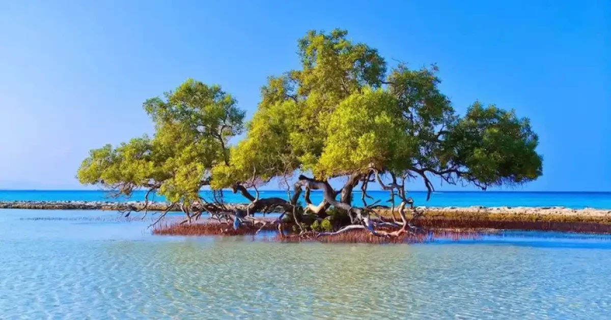 El Qulan Mangrove Forest