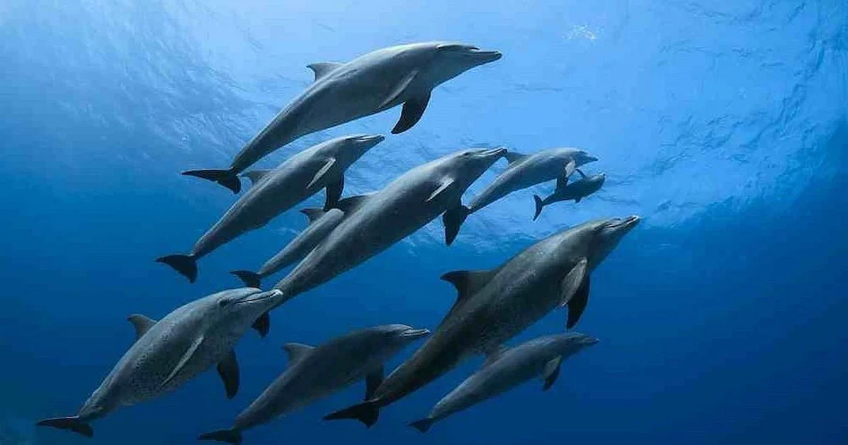 Hurghada Dolphin House – A Complete Guide to One of Egypt’s Top Marine Adventures