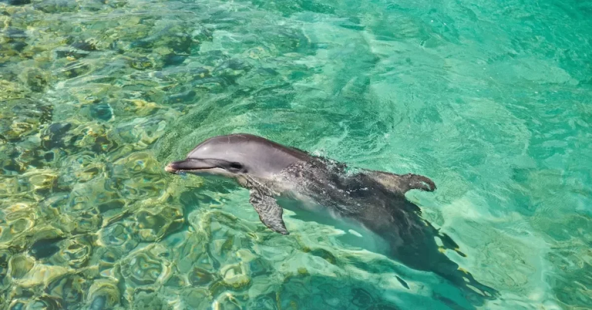Dolphin House Marsa Alam