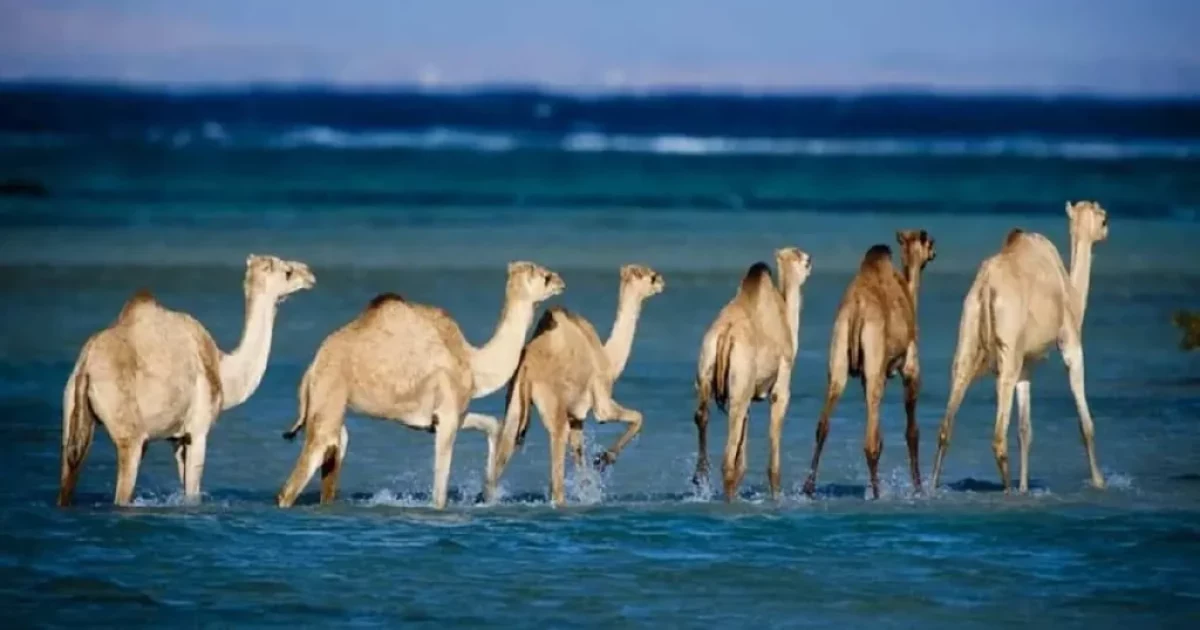 Wadi El Gemal National Park