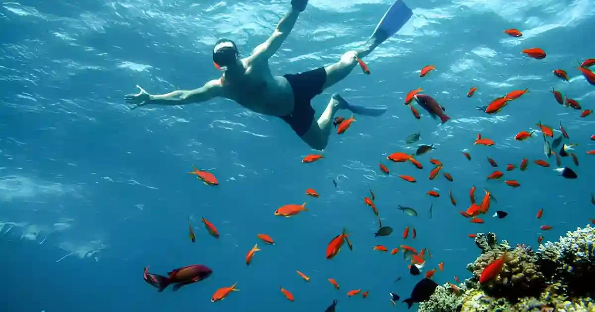 Red Sea Snorkeling - Guide Best Spots in 2026