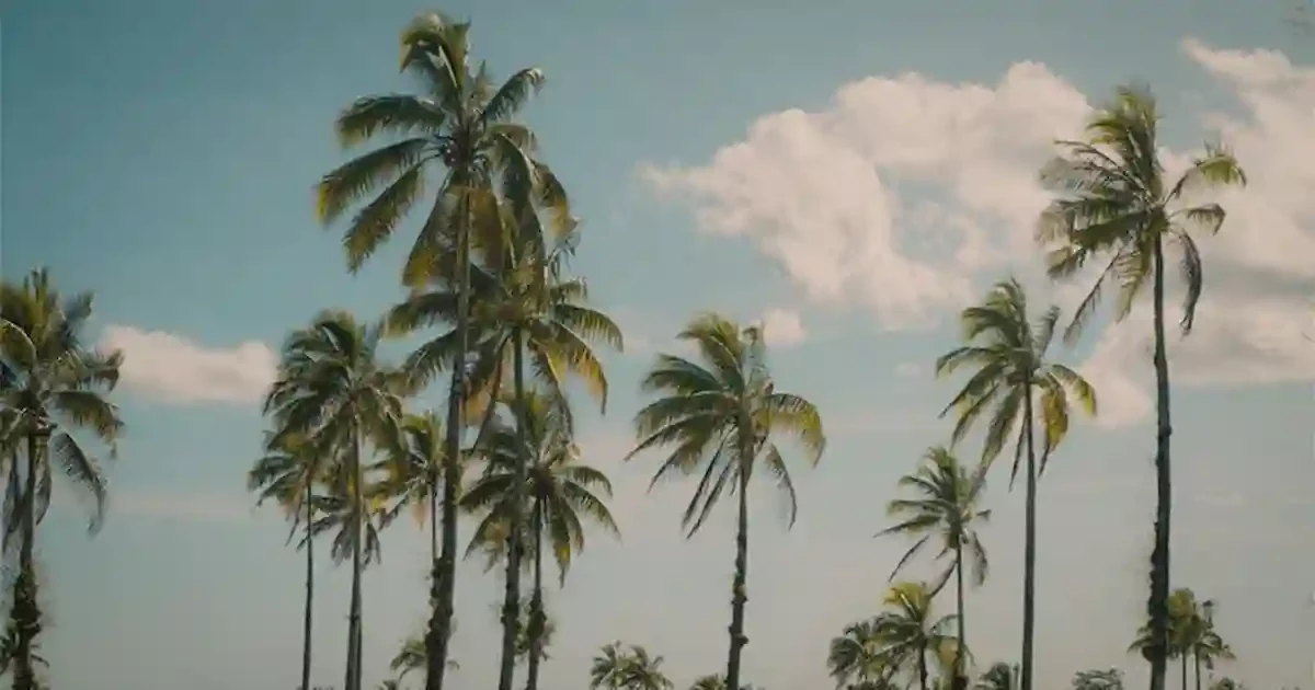 What Does a Palm Tree Symbolize ? Meanings Explained