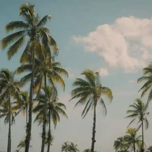 What Does a Palm Tree Symbolize ? Meanings Explained