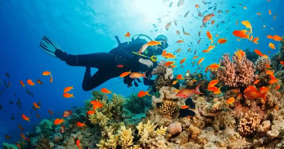 Tropical reef fish in Marsa Alam