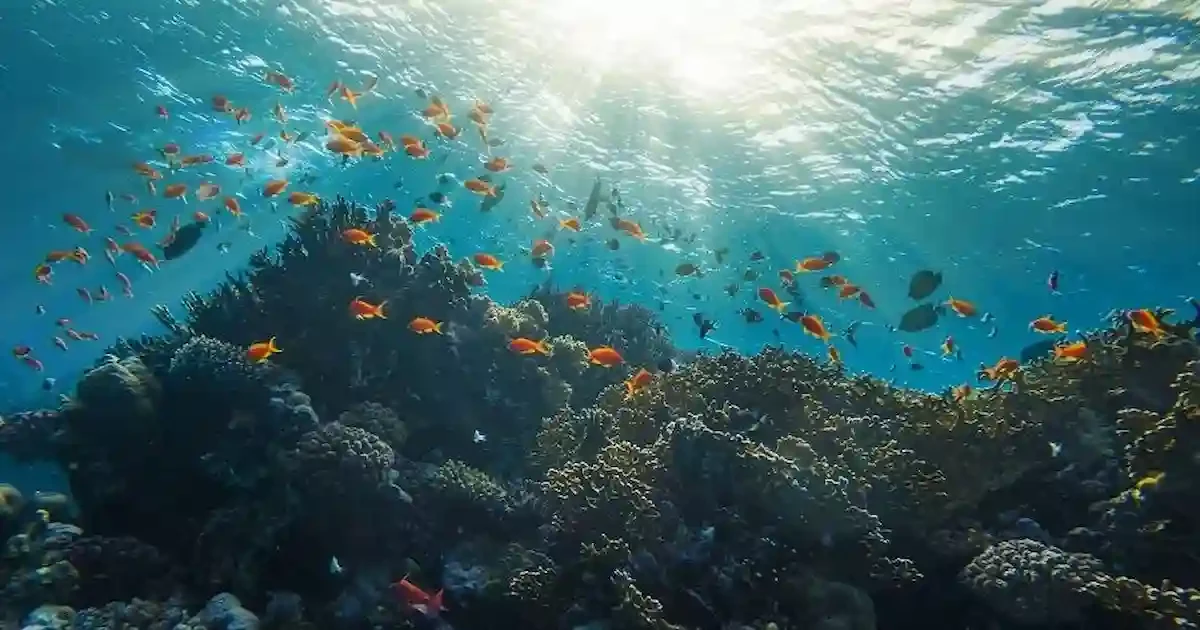 Boat used for Marsa Alam Snorkeling Trips