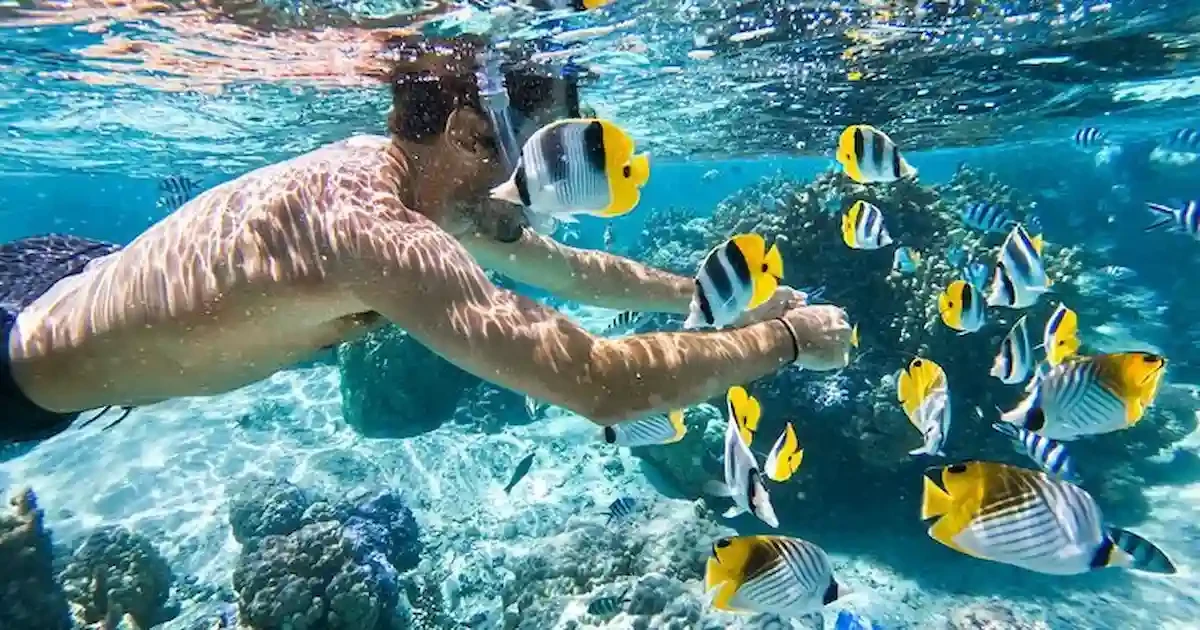 Tropical reef fish in Marsa Alam