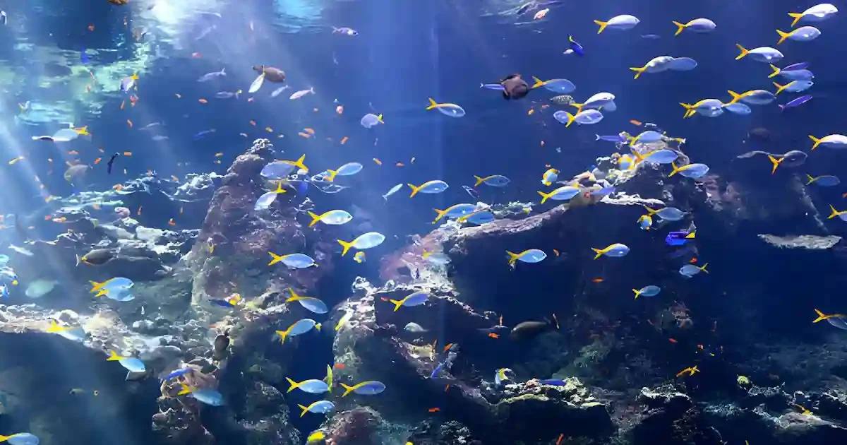 colorful fish in ras mohammed national park diving tour