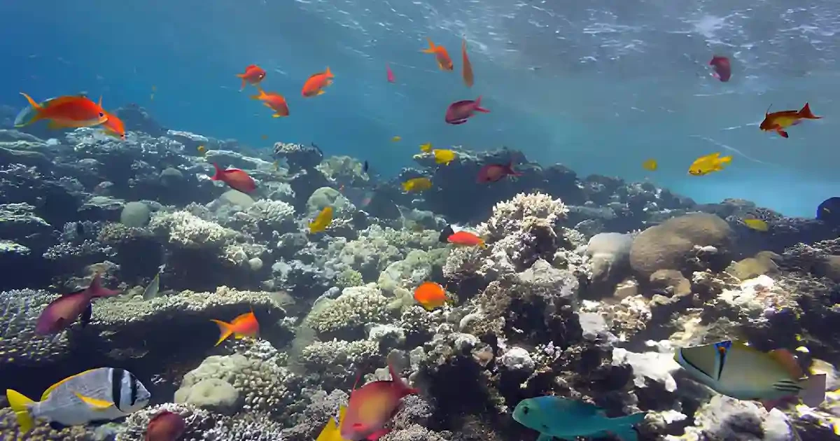 tropical fish during snorkeling trips sharm el sheikh
