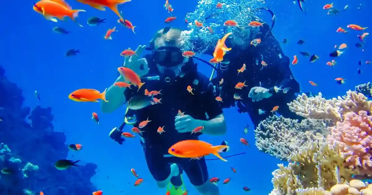 sharm el sheikh scuba diving colorful coral reef