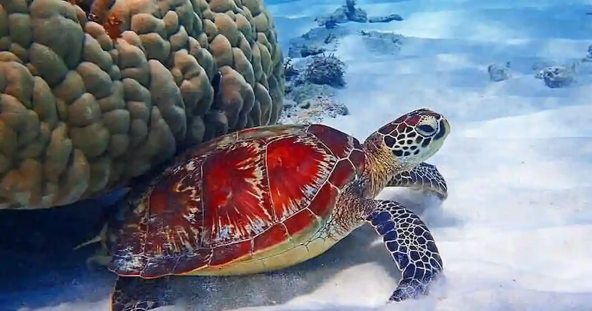 sea turtle scuba diving sharm el sheikh egypt