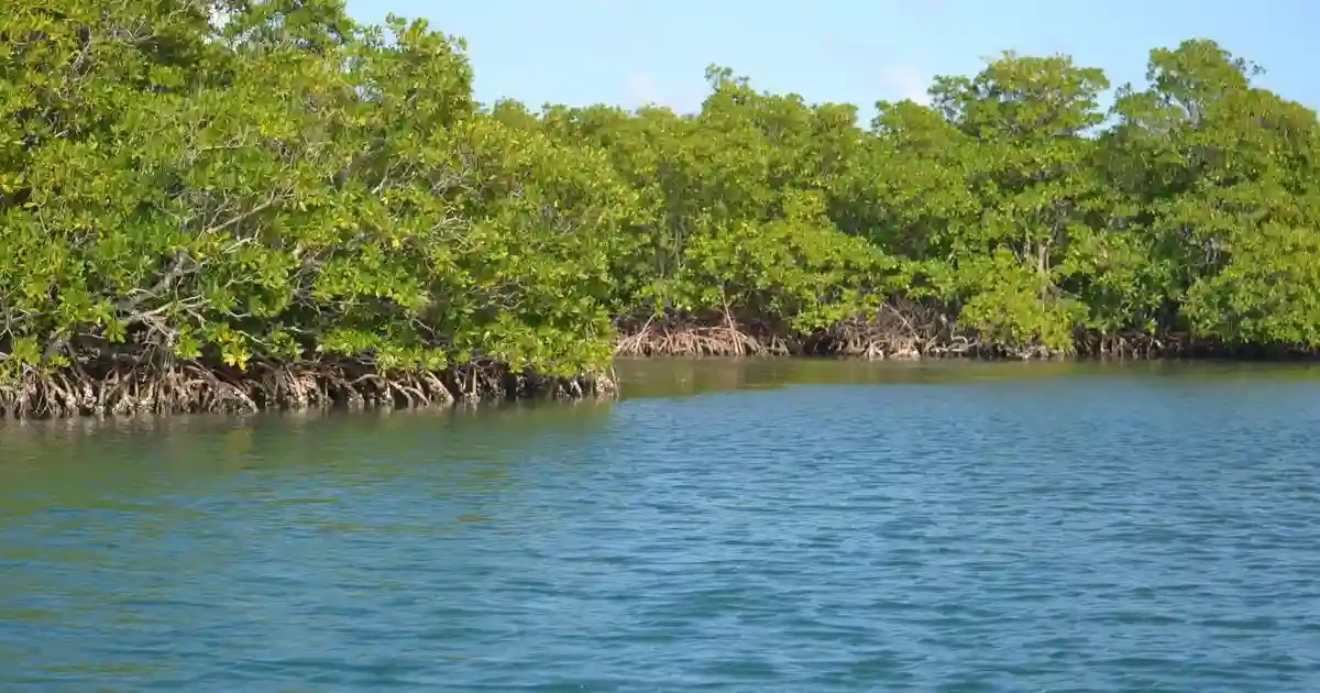 Mangrove trees in Ras Mohammed National Park Egypt