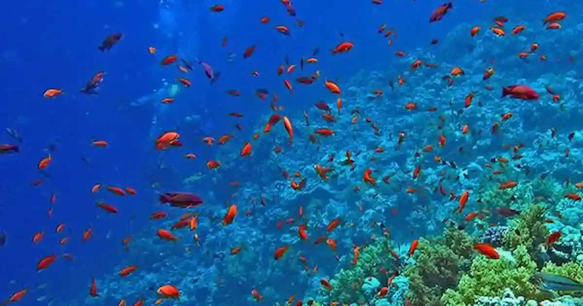colorful coral reefs seen during Hurghada submarine tour