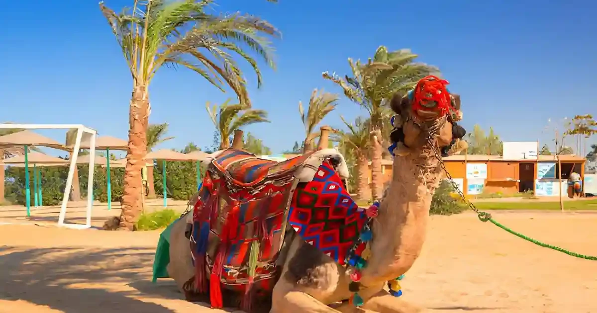 camel ride during Hurghada desert safari experience