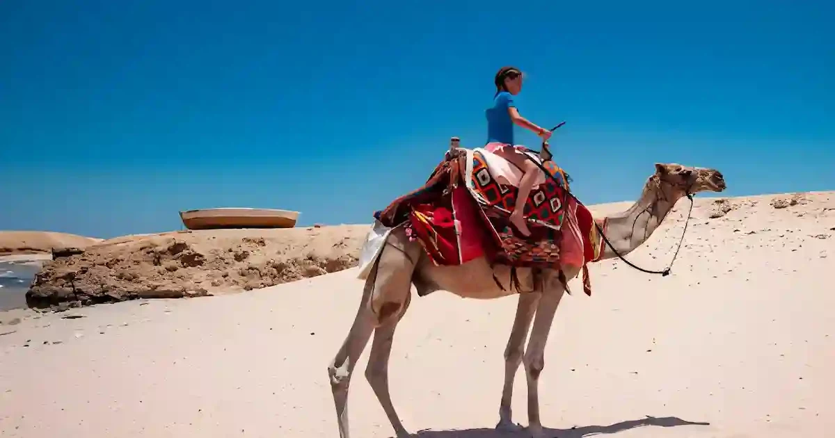 Marsa Alam camel ride in the desert landscape