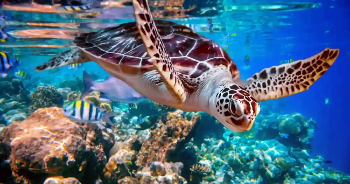 Sea turtle swimming in Abu Dabbab Bay Marsa Alam