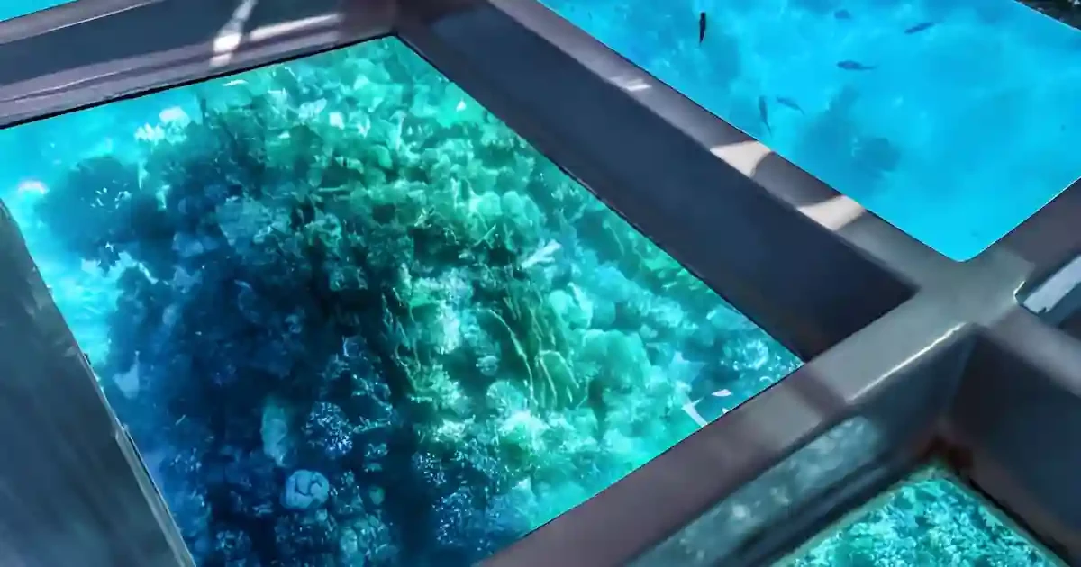 panoramic window view submarine in Sharm El Sheikh