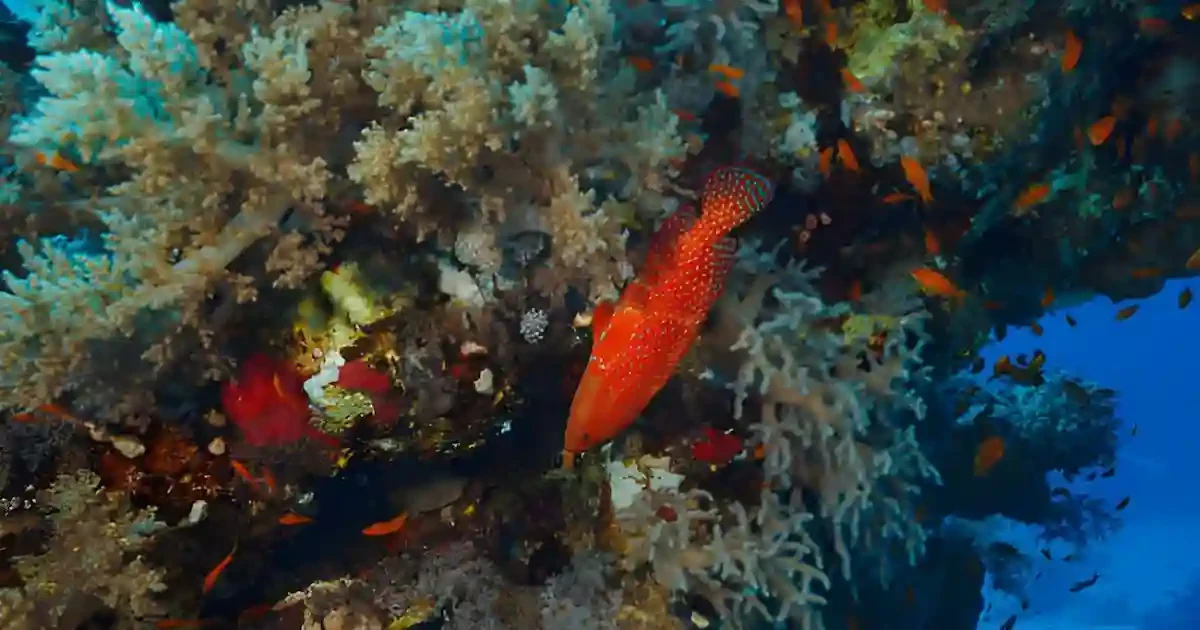 tropical fish viewed from semi submarine Sharm El Sheikh