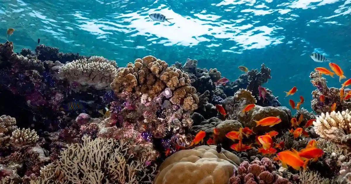 coral reef seen from submarine in Sharm El Sheikh