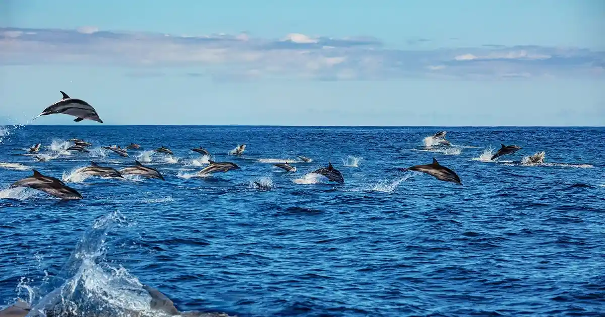 Wild dolphins during marsa alam dolphin tour