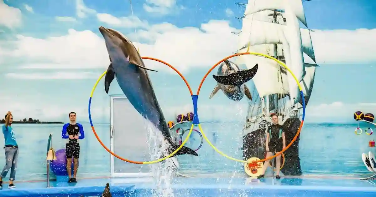 dolphin show Hurghada performance