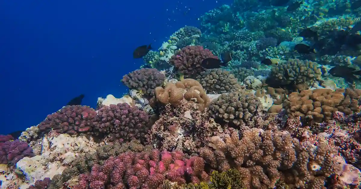 Hamata island snorkeling coral reef