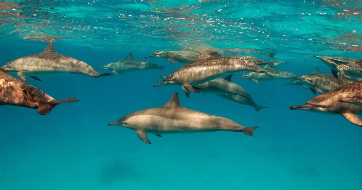 Dolphin House Snorkeling Trip in Marsa Alam