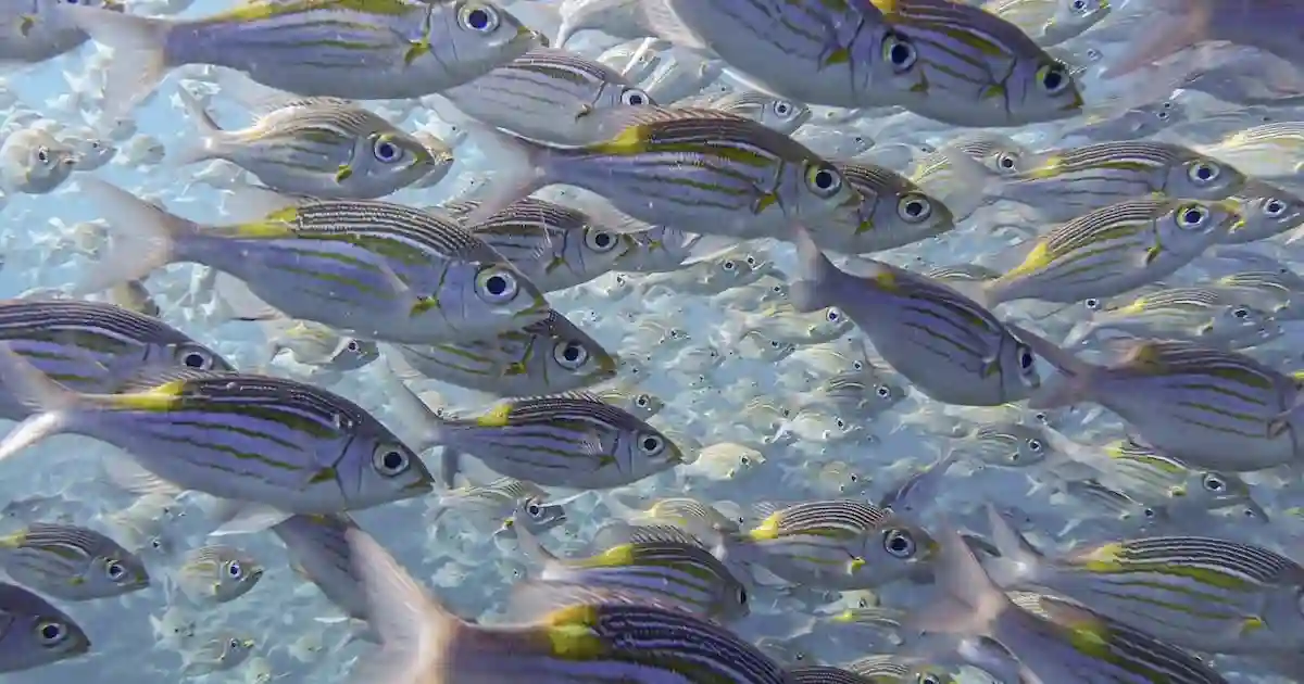 Tropical fish at Hamata islands in Marsa Alam