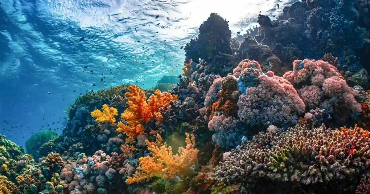 Coral gardens at Sataya Reef Marsa Alam