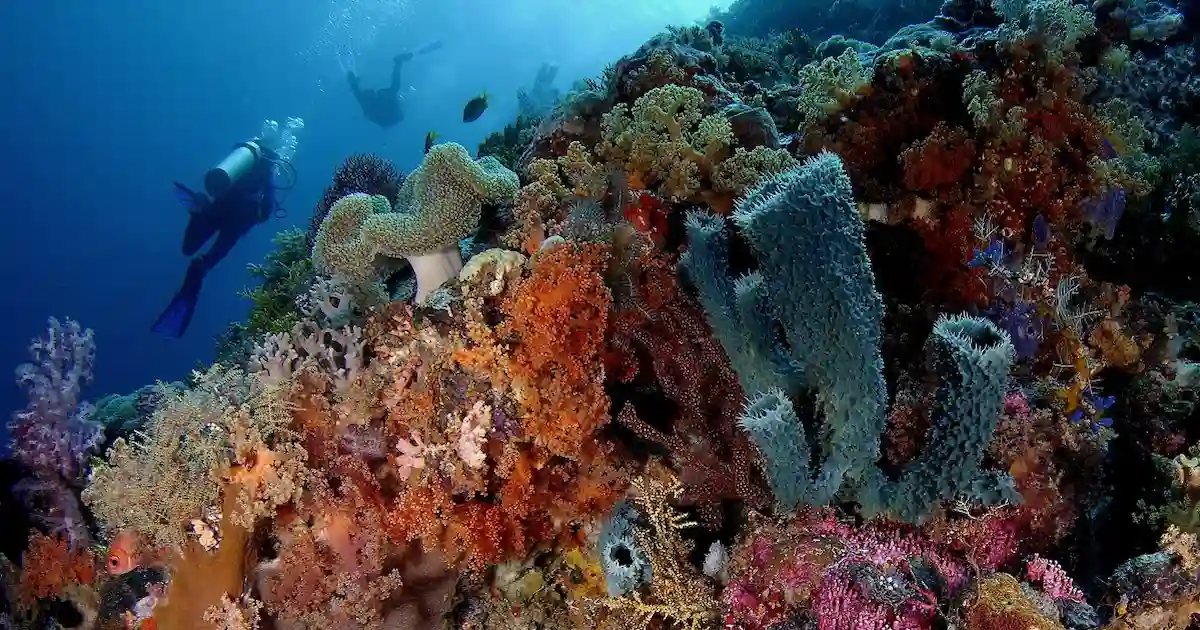 Coral reef at Sharm El Luli snorkeling area