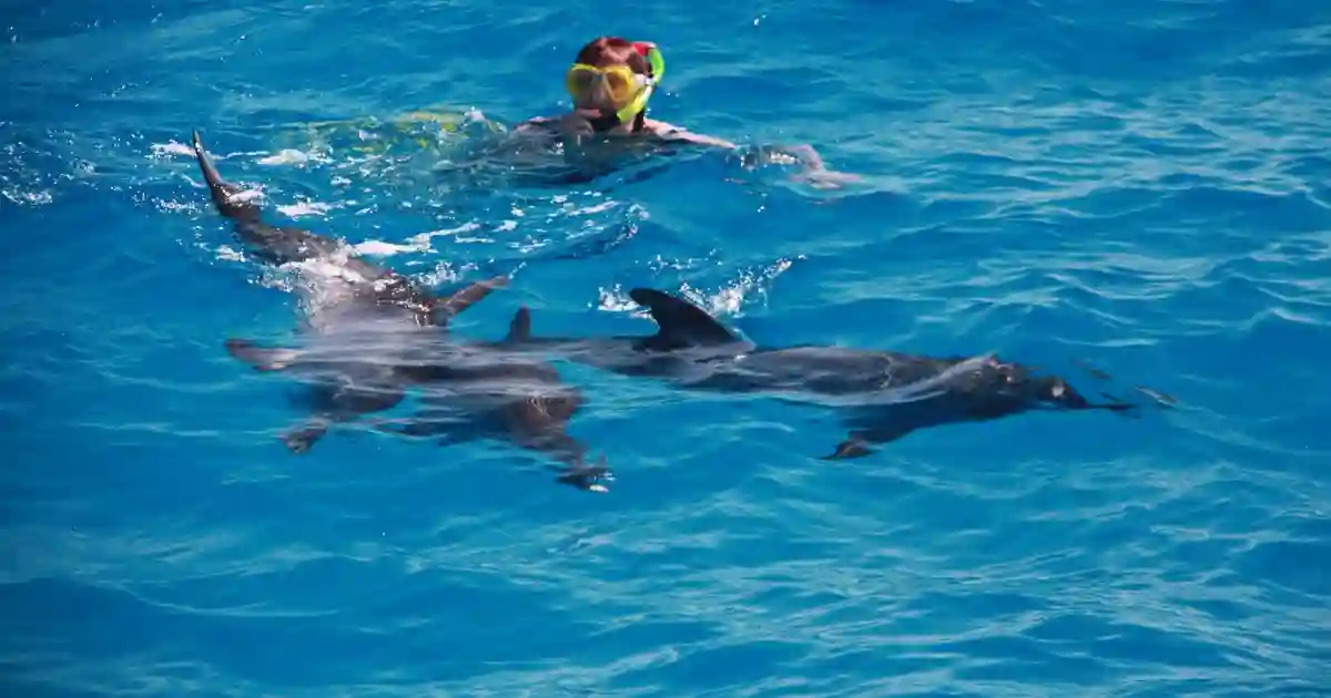 dolphin house hurghada snorkeling
