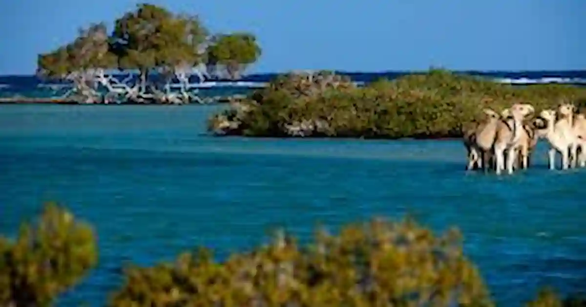 Mangrove forests in Wadi El Gemal National Park Egypt