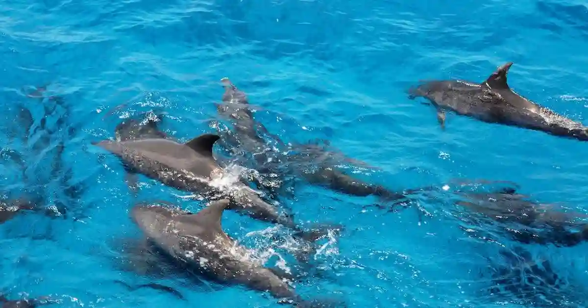 Wadi El Gemal Dolphin House snorkeling area