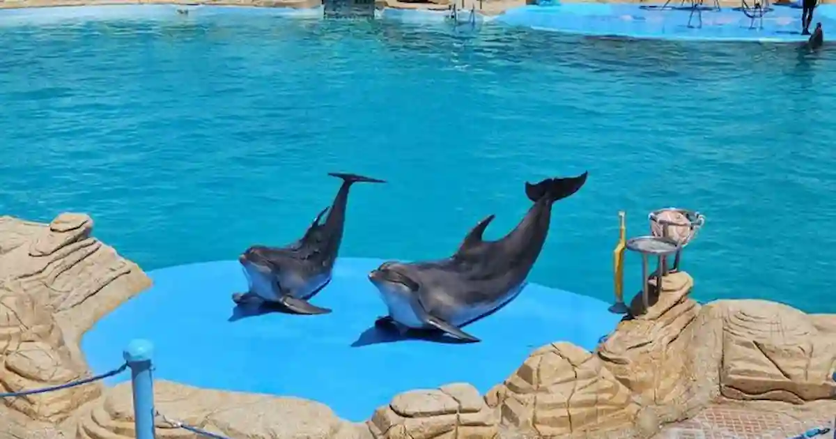 dolphin world hurghada pool