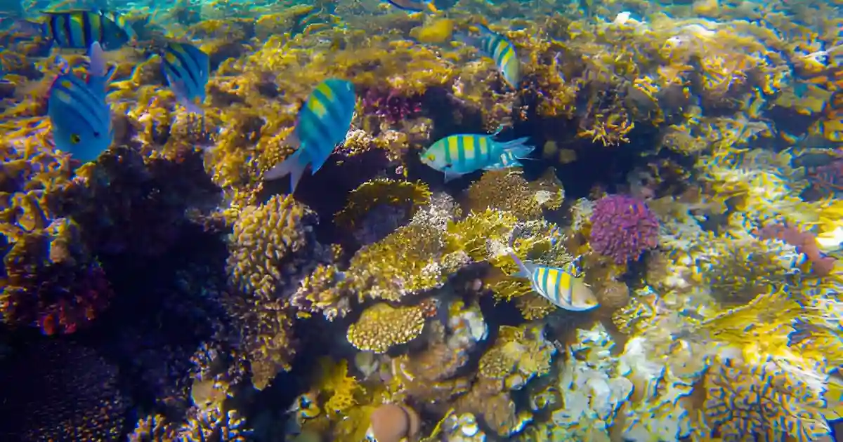 Marine life during Sharm El Luli snorkeling