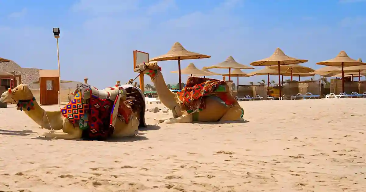 Camel ride from Marsa Alam through mountain scenery