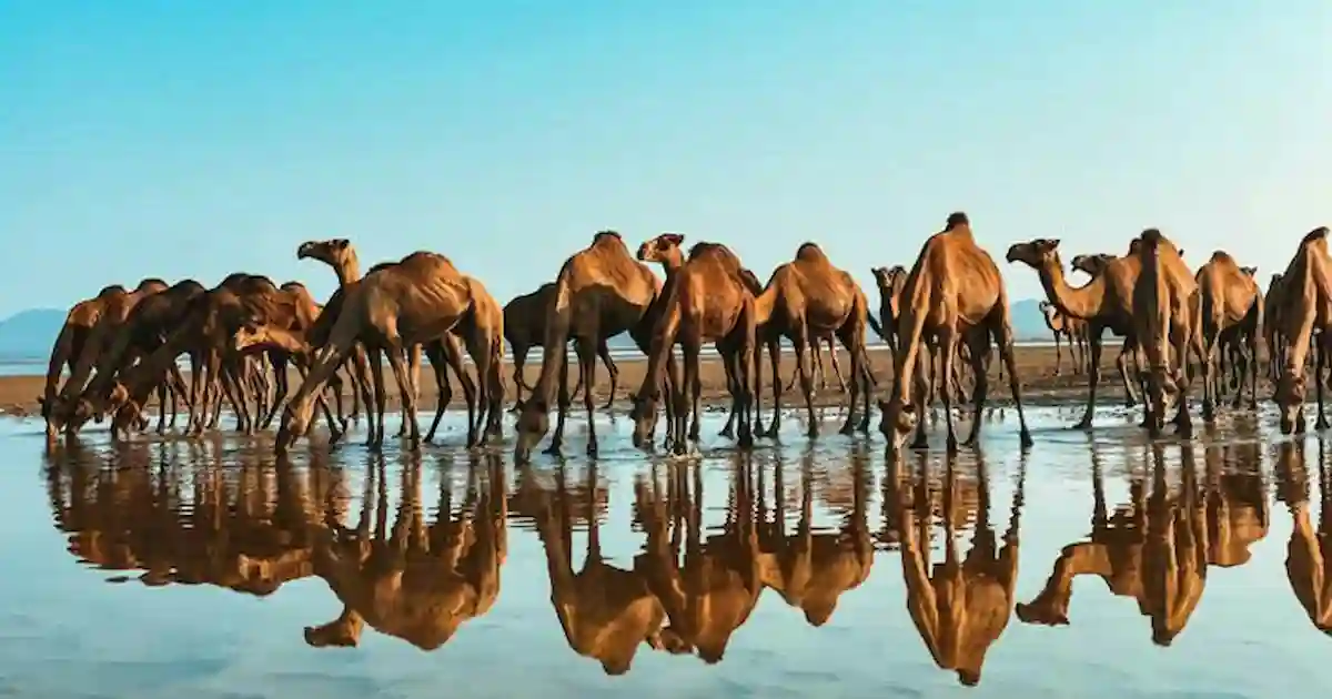 Camel ride from Marsa Alam through mountain scenery