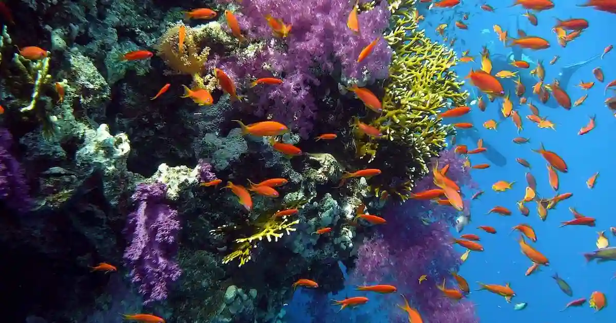 colorful fish Red Sea Royal Seascope Hurghada