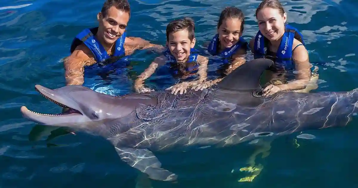 family swim with dolphins Hurghada