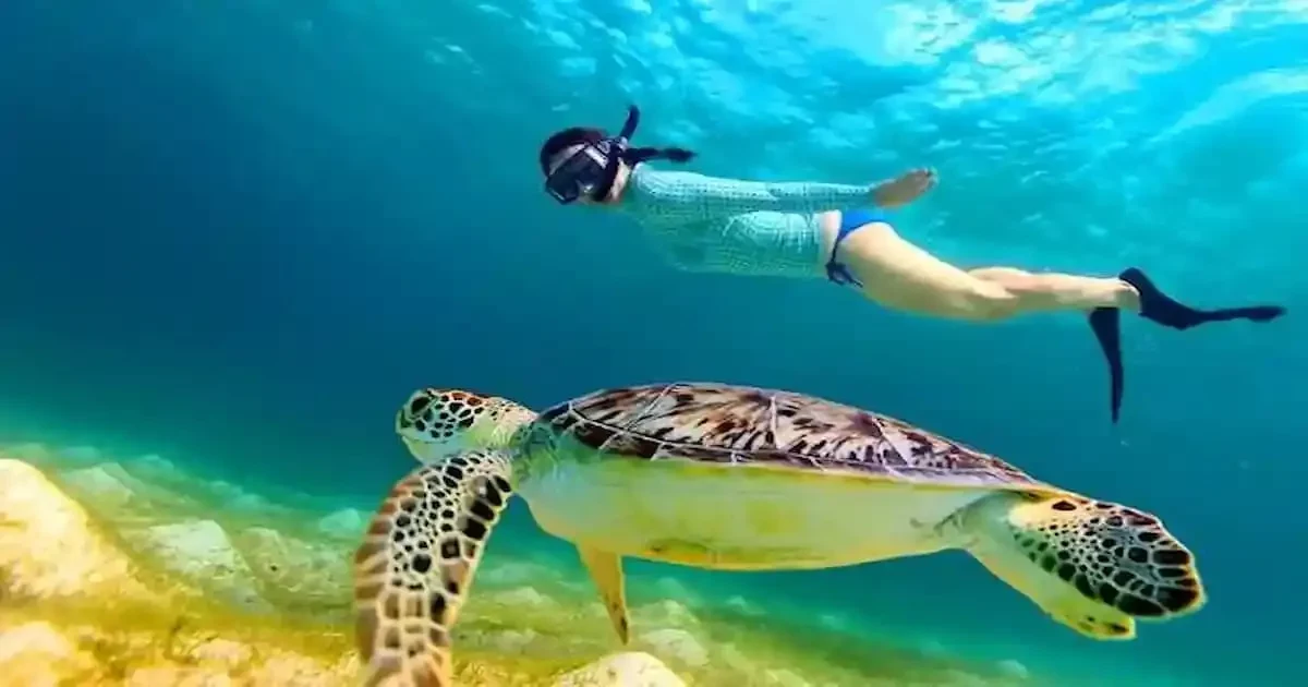snorkeler swimming Hurghada Ausflüge - snorkeler swimming alongside a sea turtle, likely a Hawksbill or Green sea turtle.