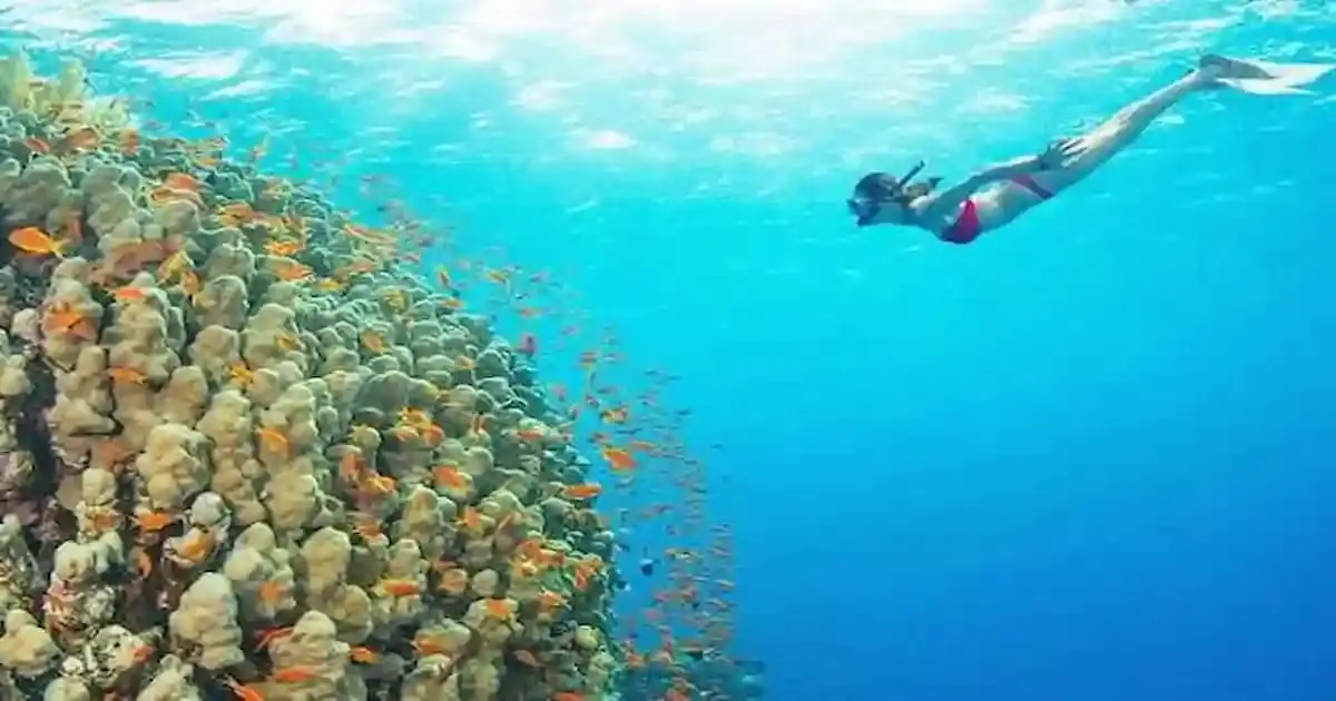 snorkeling excursion in a tropical marine environment, Hurghada Ausflüge - snorkeling excursion in a tropical marine environment,