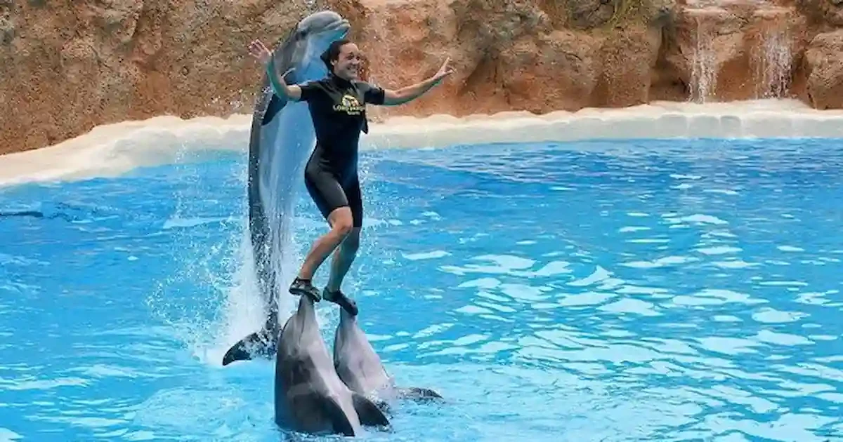 swim-with-dolphins-sharm.jpg swim with dolphins sharm el sheikh experience