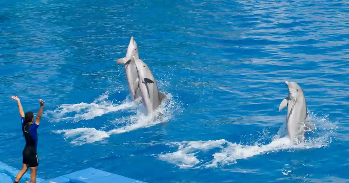 dolphin-trainer-show.jpg dolphin trainer guiding performance sharm el sheikh