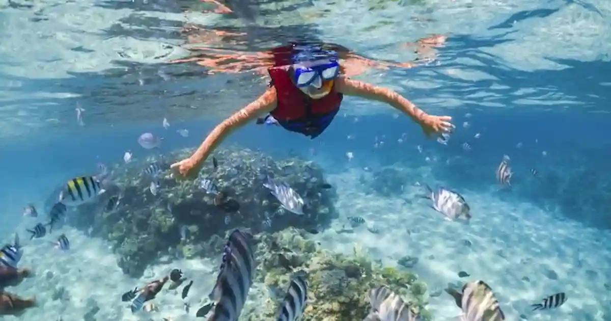 ras mohammed white island snorkeling coral reef