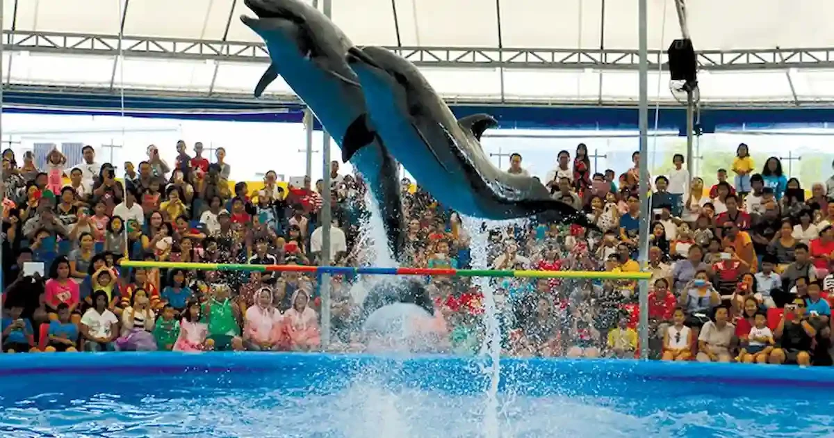 dolphin-jump-action.jpg dolphin jumping high sharm el sheikh show