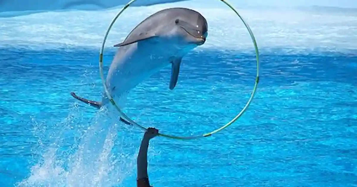 dolphin-show-sharm.jpg dolphin show in sharm el sheikh performance