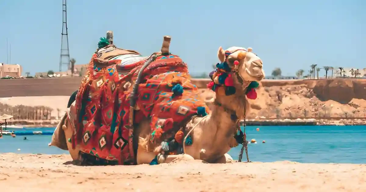 camel close up desert safari Sharm El Sheikh