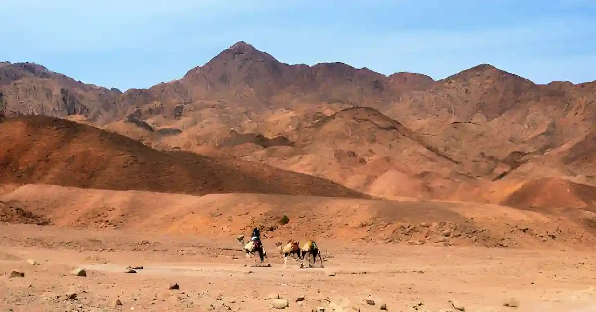 camel trail in Sinai mountains desert safari