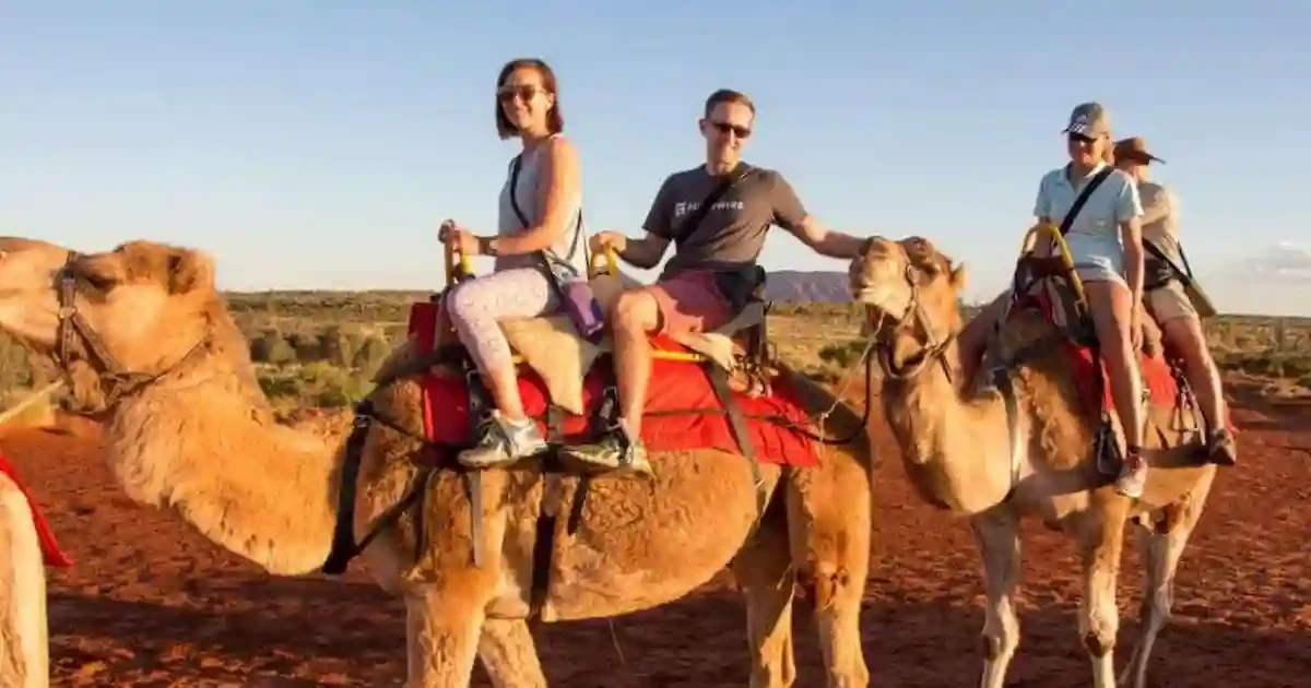 camel-ride-sunset.jpg camel ride sunset bedouin night sharm el sheikh
