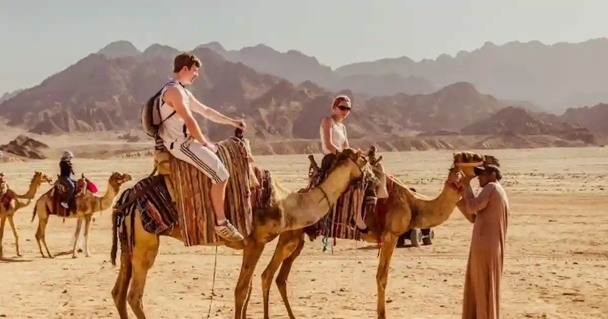 camel ride on mount sinai tour from sharm el sheikh