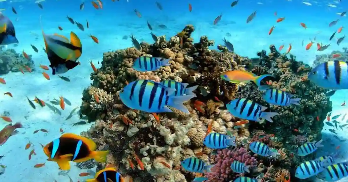 Red Sea snorkeling during luxury holiday pyramids and the Red Sea